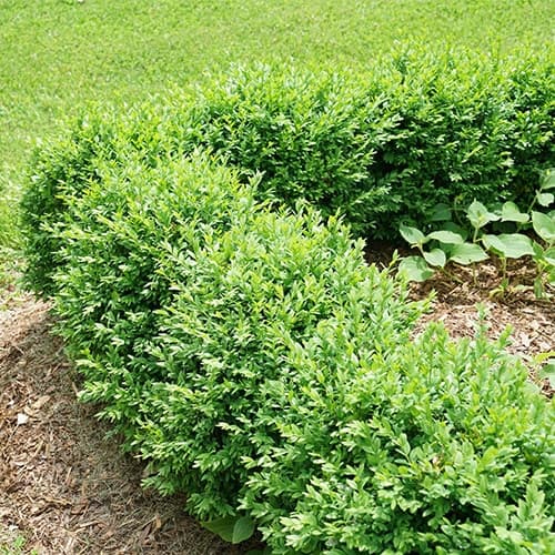 Proven Winners Boxwood North Star Shrub (1 Gallon) - thumbnail 4