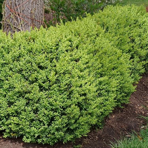 Proven Winners Boxwood North Star Shrub (1 Gallon) - thumbnail 2