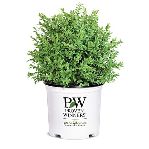 Proven Winners Boxwood North Star Shrub (1 Gallon)