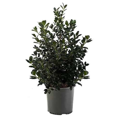 Nellie R. Stevens Holly (Ilex) Shrub 7 Gallon