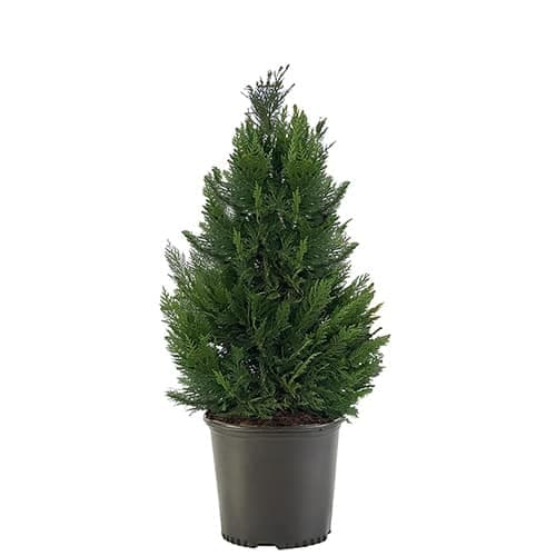 Leyland Cypress Shrub