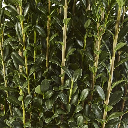 Sky Pencil Holly (Ilex) Shrub - thumbnail 2