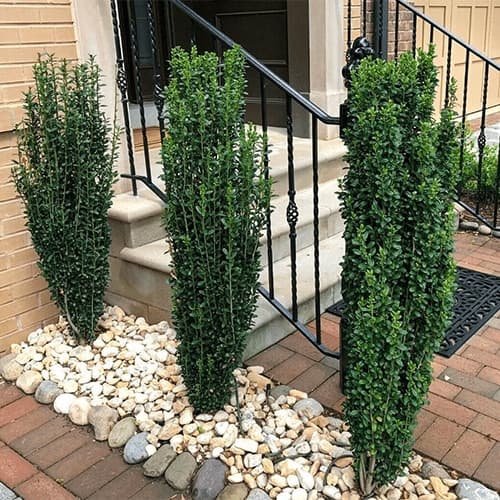 Sky Pencil Holly (Ilex) Shrub - thumbnail 3