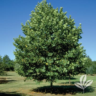 SYCAMORE, EXCLAMATION!