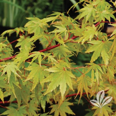 MAPLE, JAP CORAL BARK