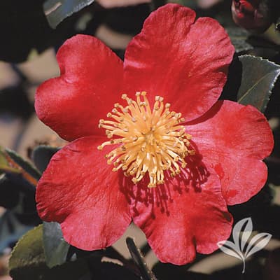 CAMELLIA, YULETIDE