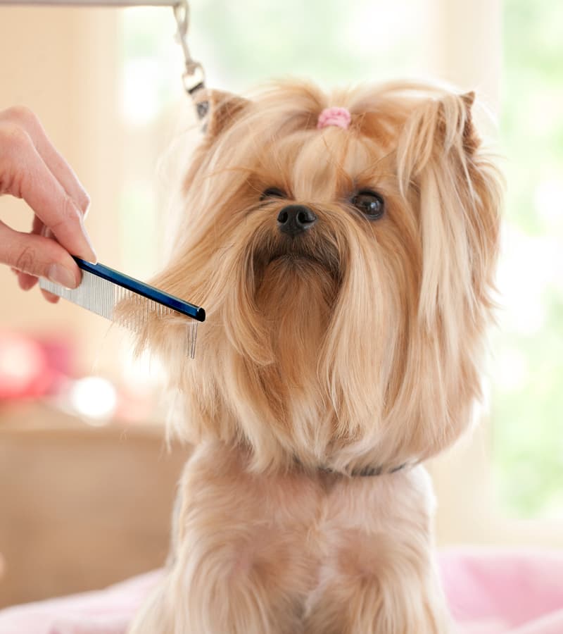 Professional Grooming Combs - thumbnail 7