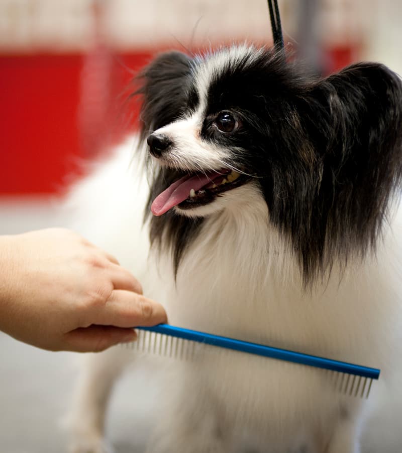 Professional Grooming Combs - thumbnail 9