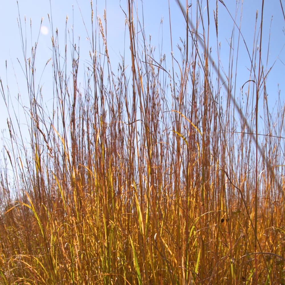 Andropogon gerardii