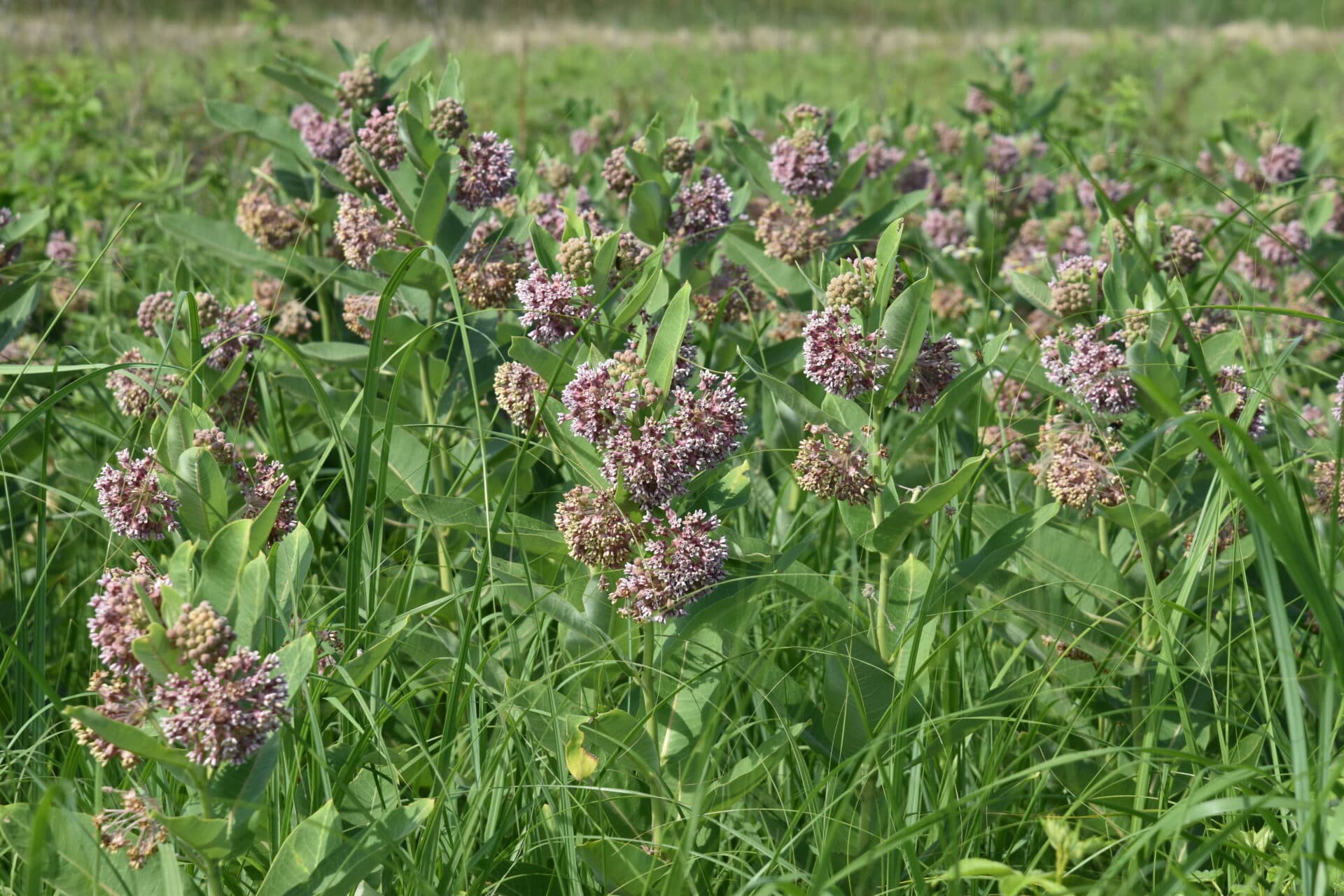 Asclepias syriaca - thumbnail 3