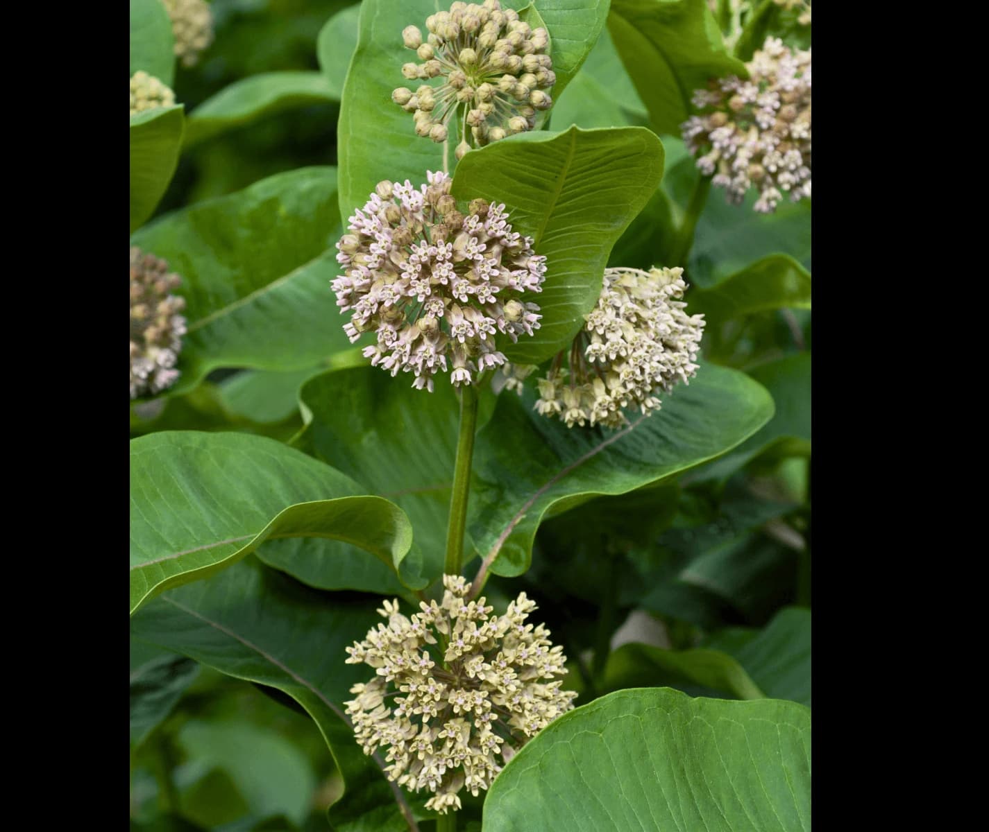 Asclepias syriaca - thumbnail 4