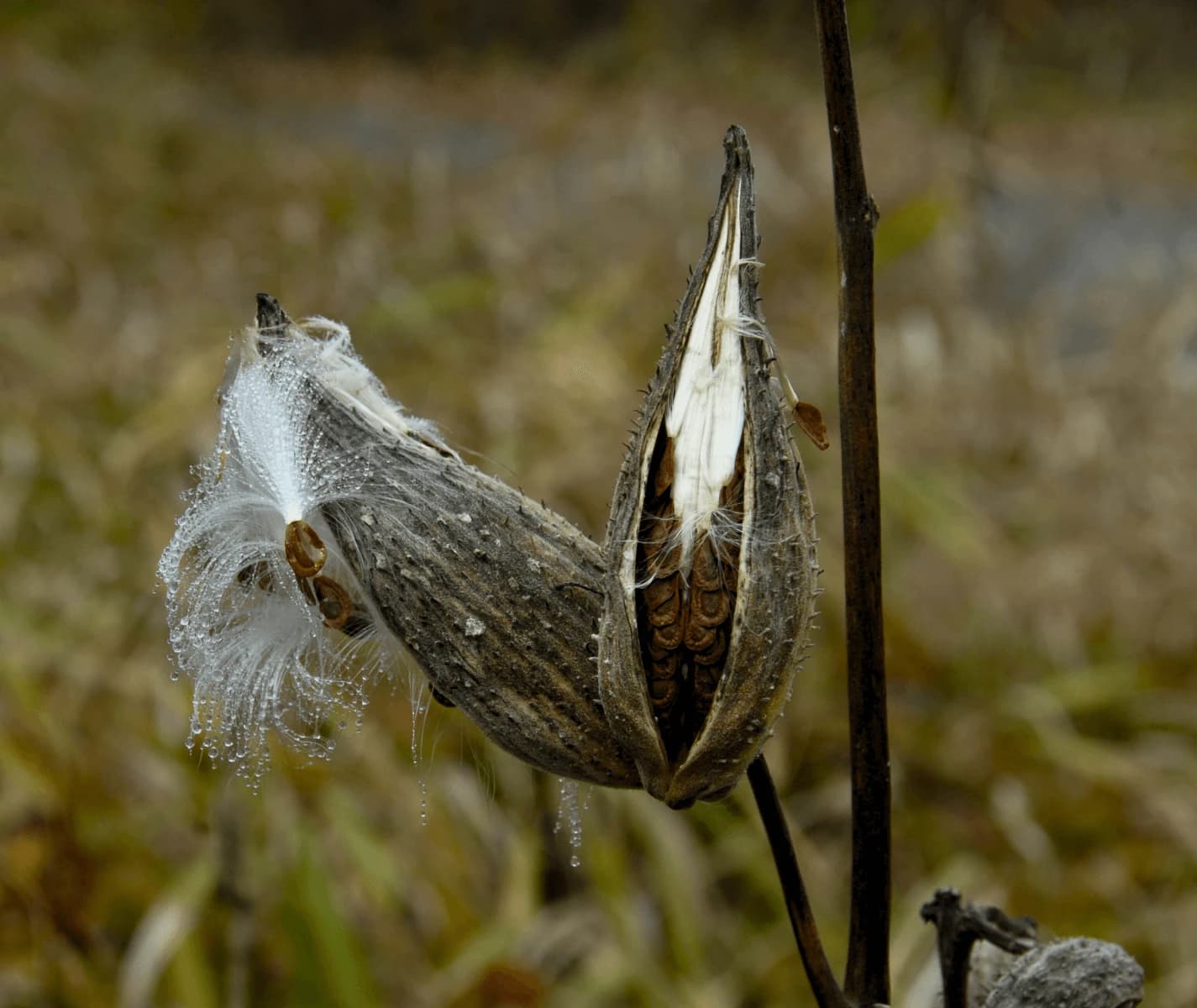 Asclepias syriaca - thumbnail 5