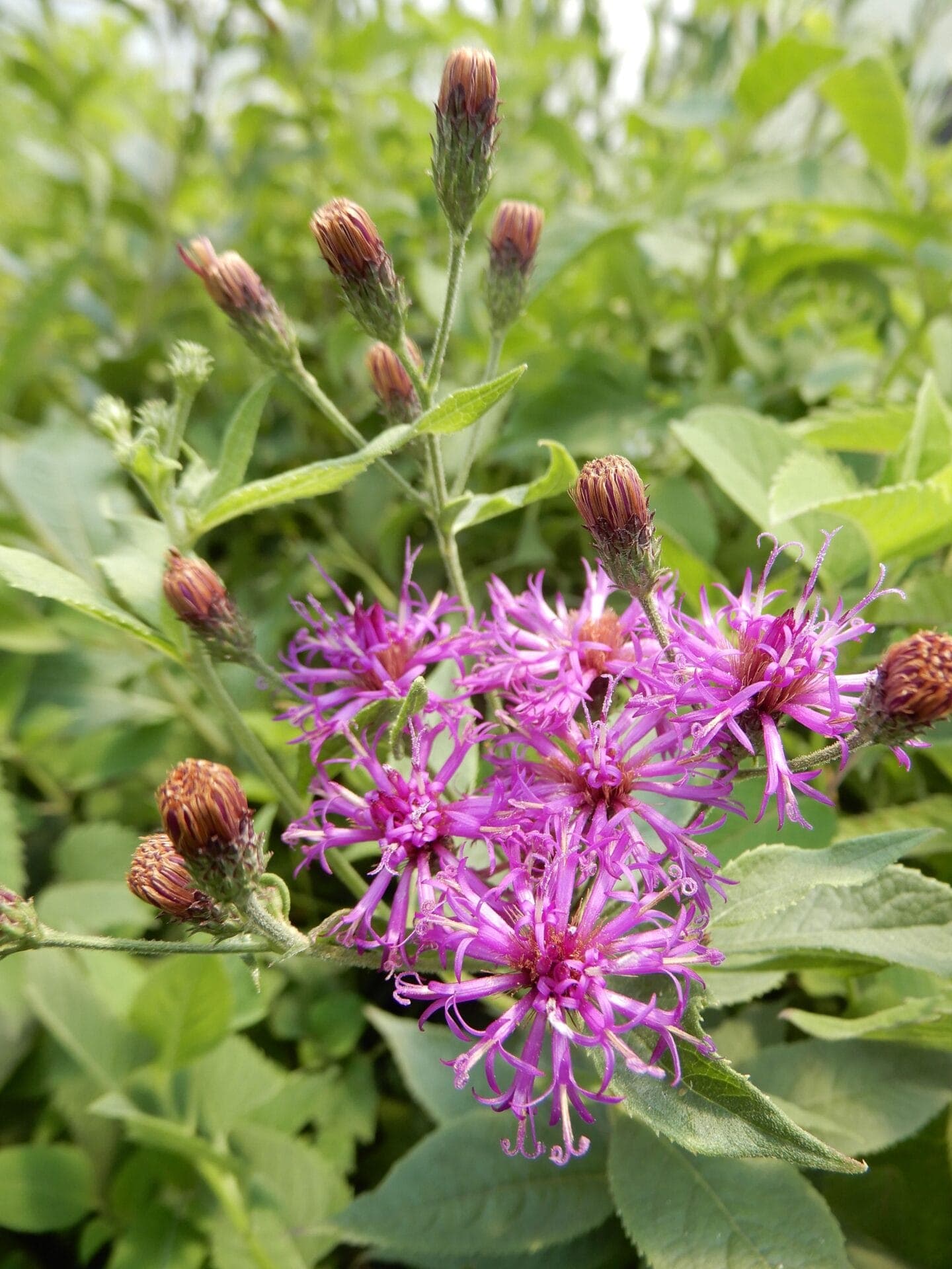 Vernonia missurica