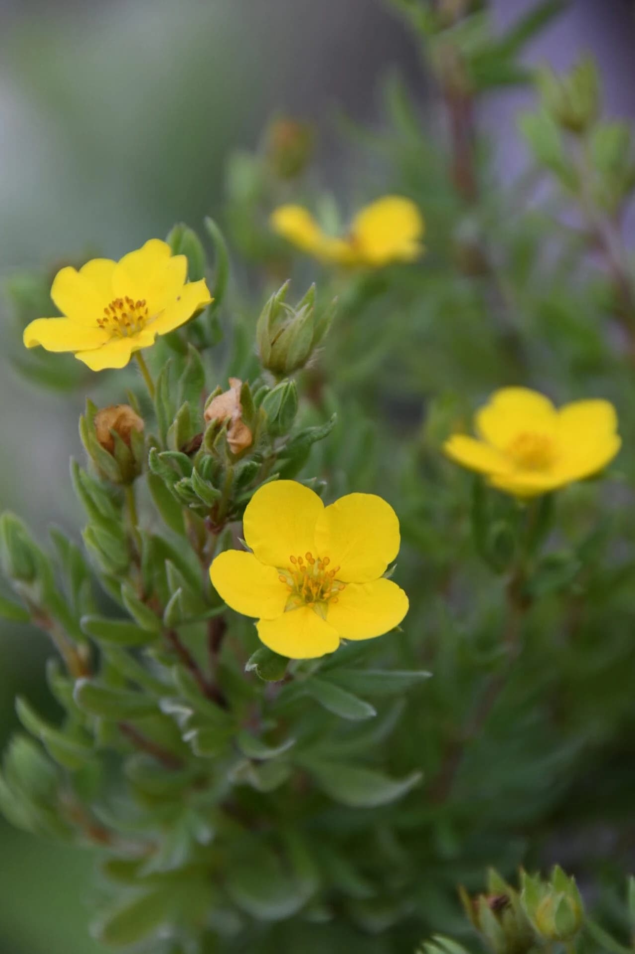 Dasiphora fruticosa