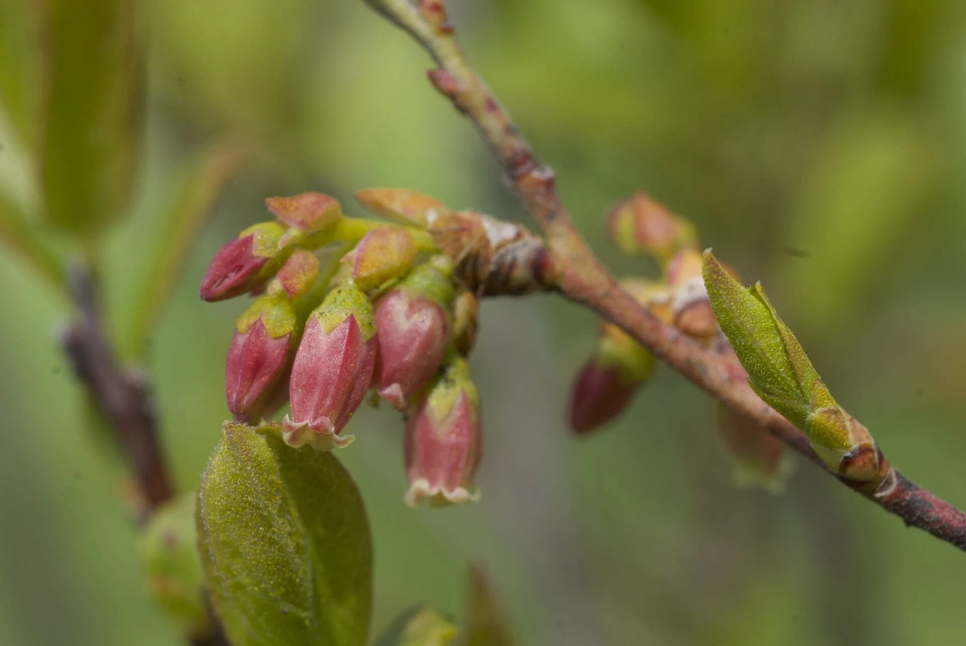 Gaylussacia baccata