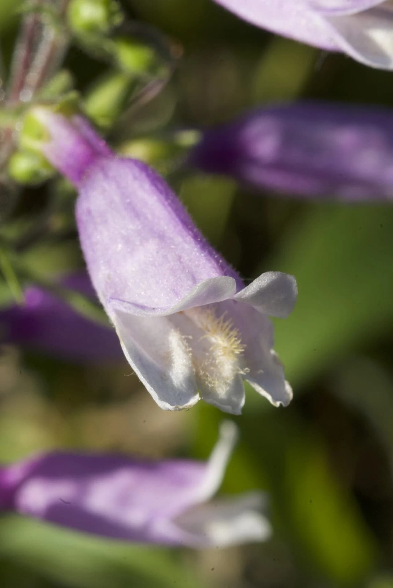 Penstemon hirsutus