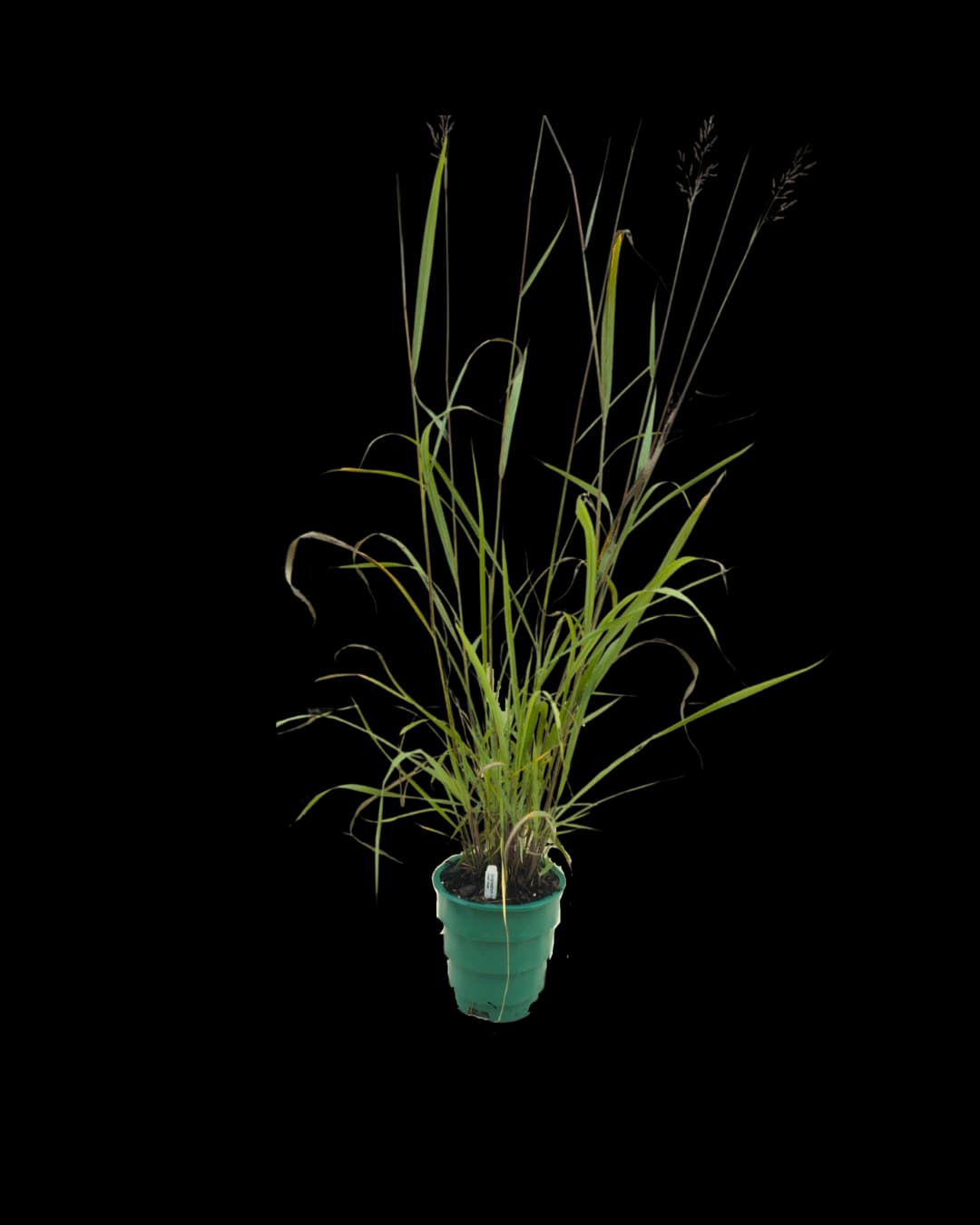 Sorghastrum nutans - thumbnail 6