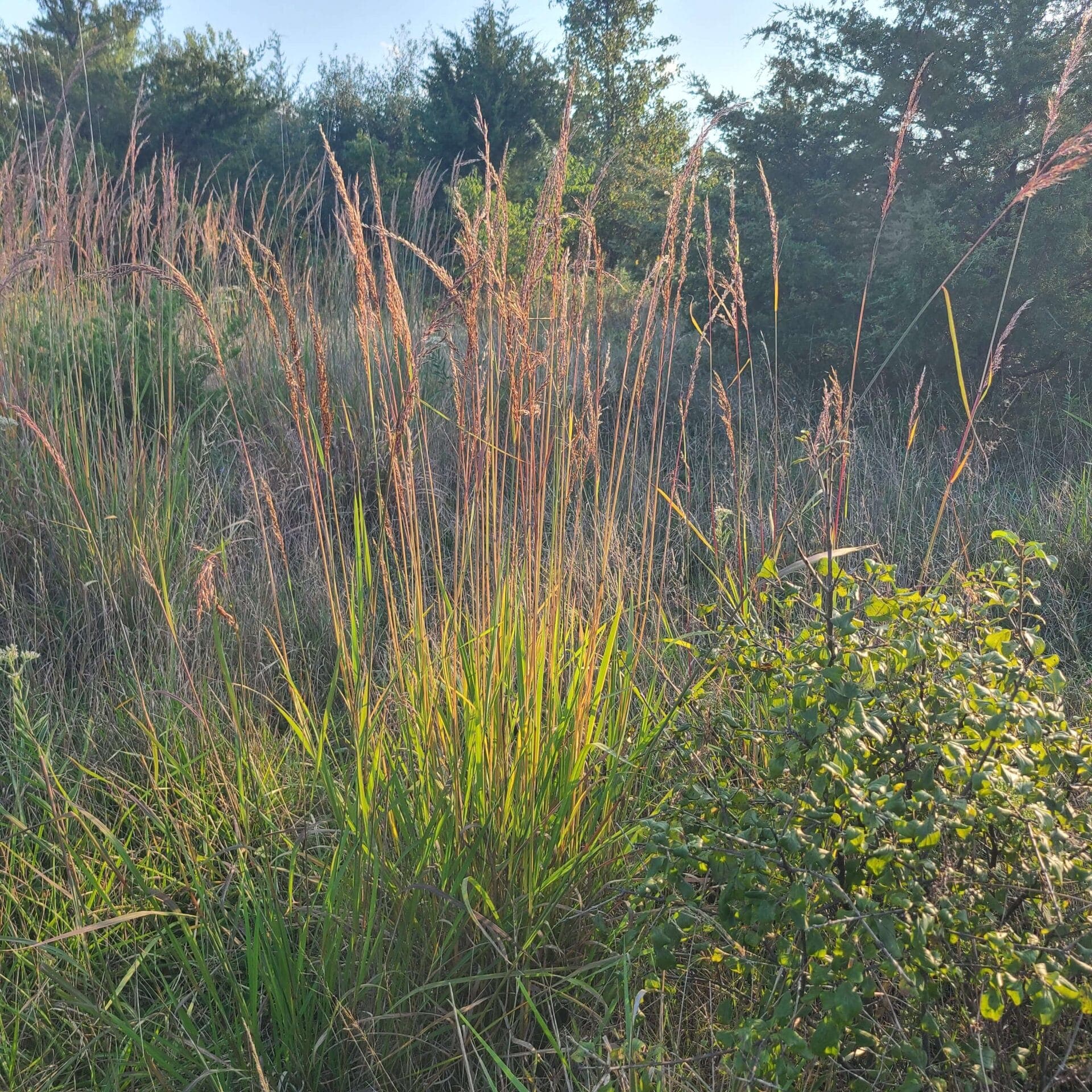 Sorghastrum nutans - thumbnail 2