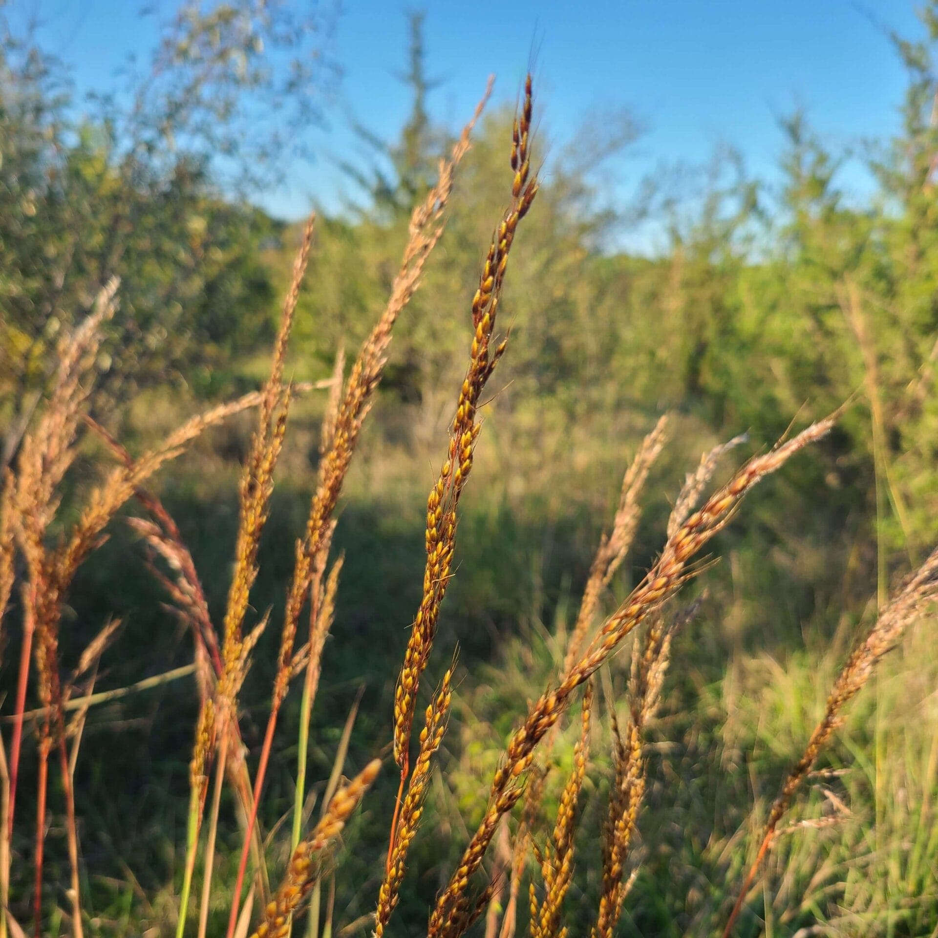 Sorghastrum nutans