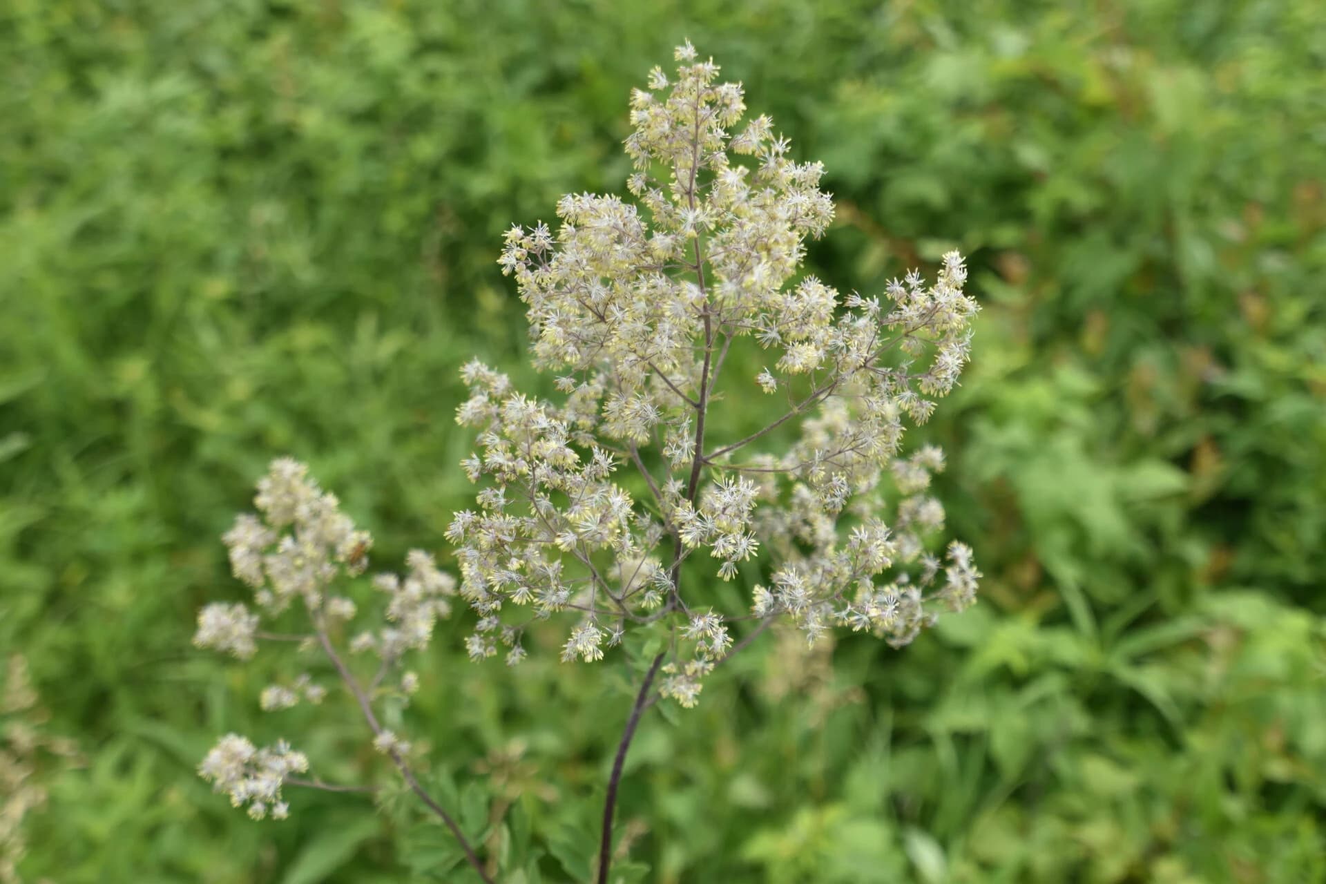 Thalictrum dasycarpum - thumbnail 2