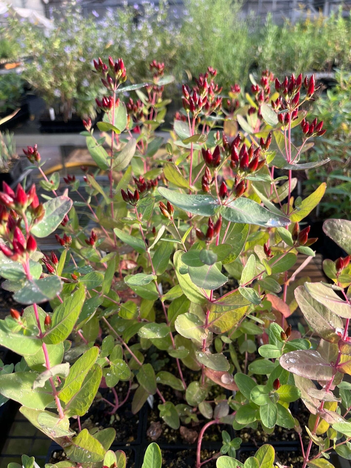 Triadenum fraseri - thumbnail 4