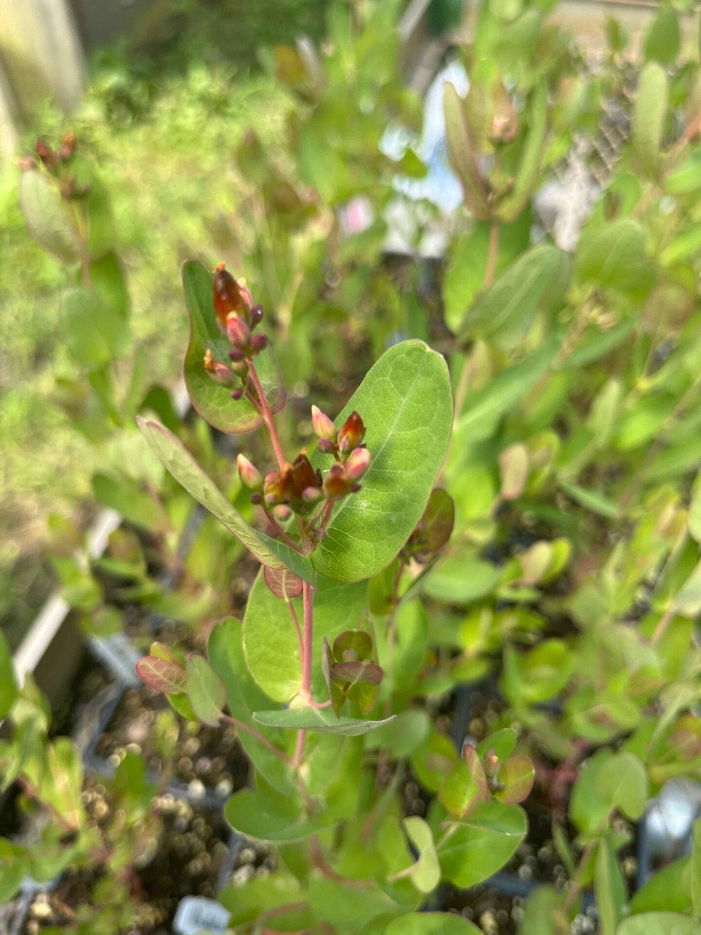 Triadenum fraseri - thumbnail 2