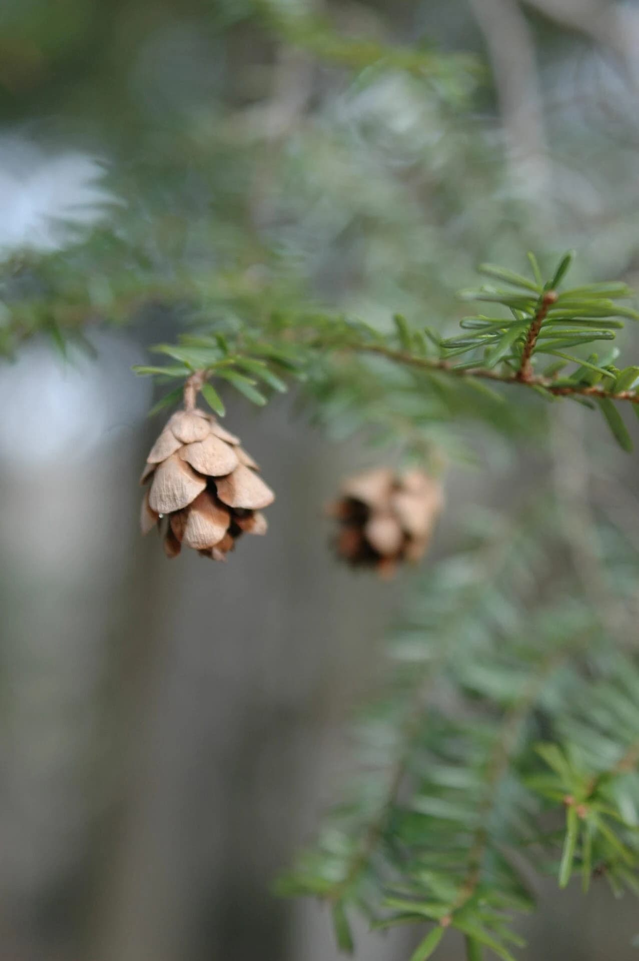 Tsuga canadensis
