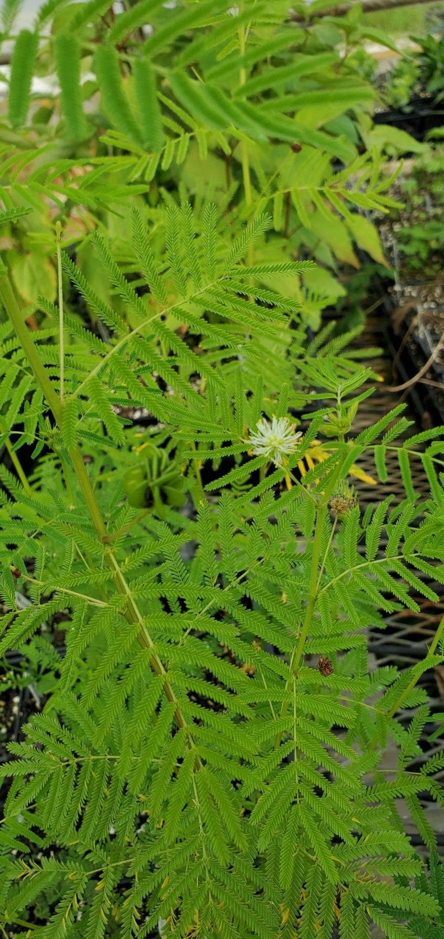 Desmanthus illinoensis
