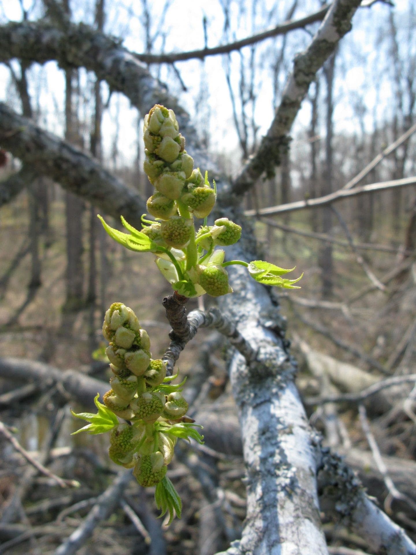 Liquidambar styraciflua - thumbnail 5