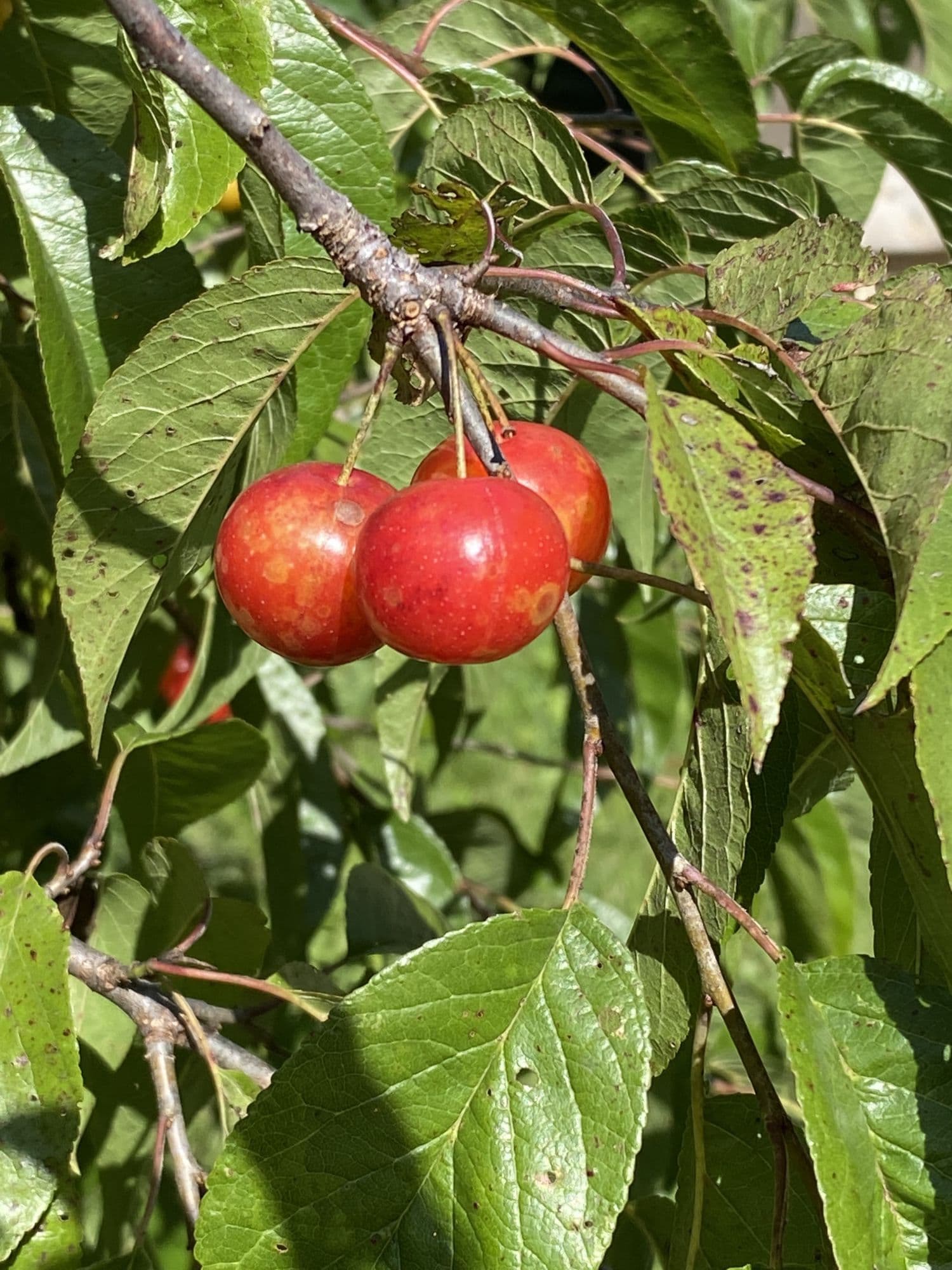 Prunus hortulana