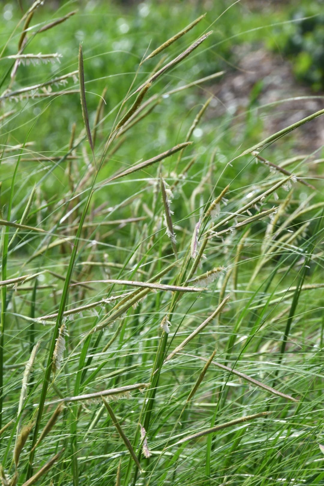 Spartina pectinata