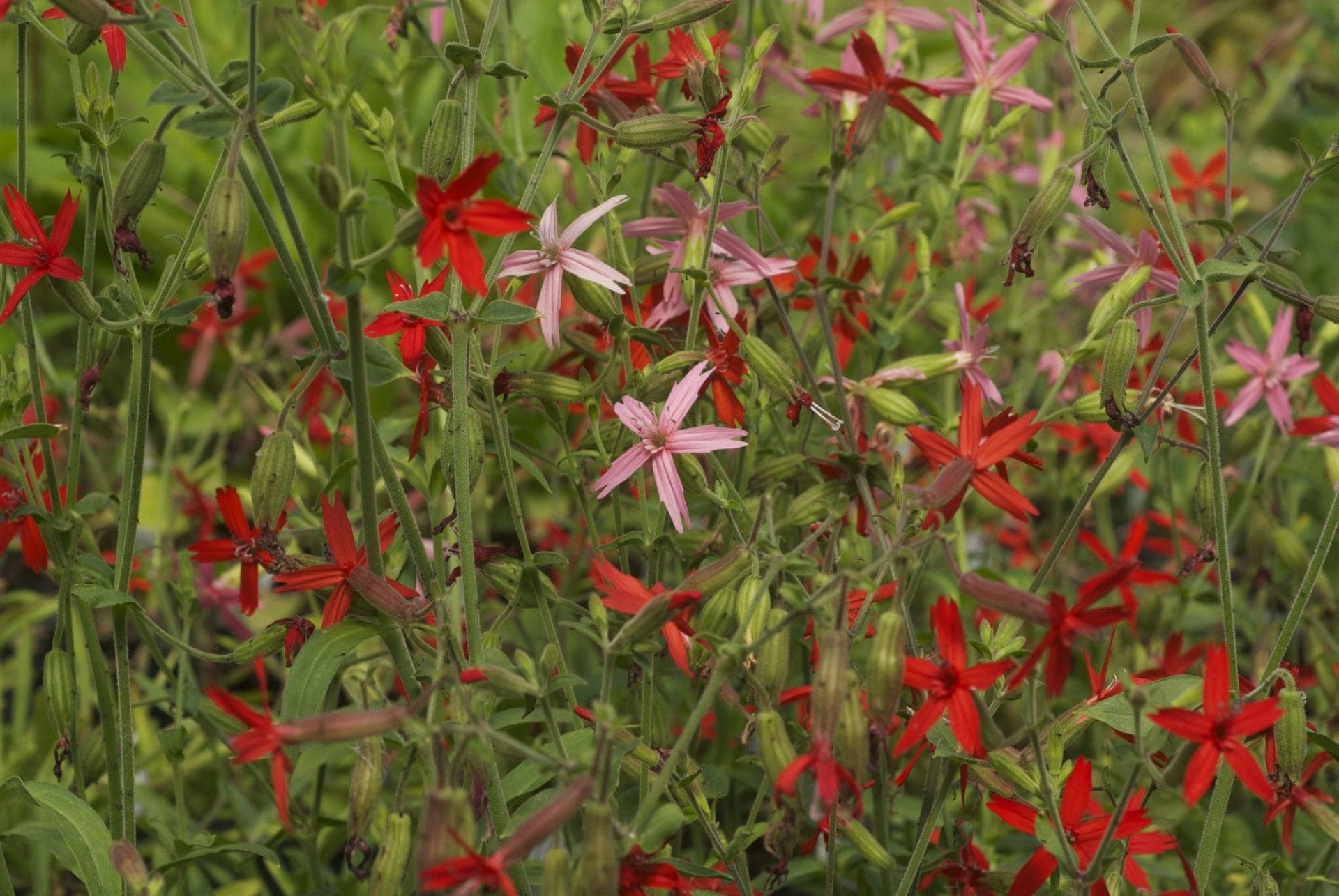 Silene virginica