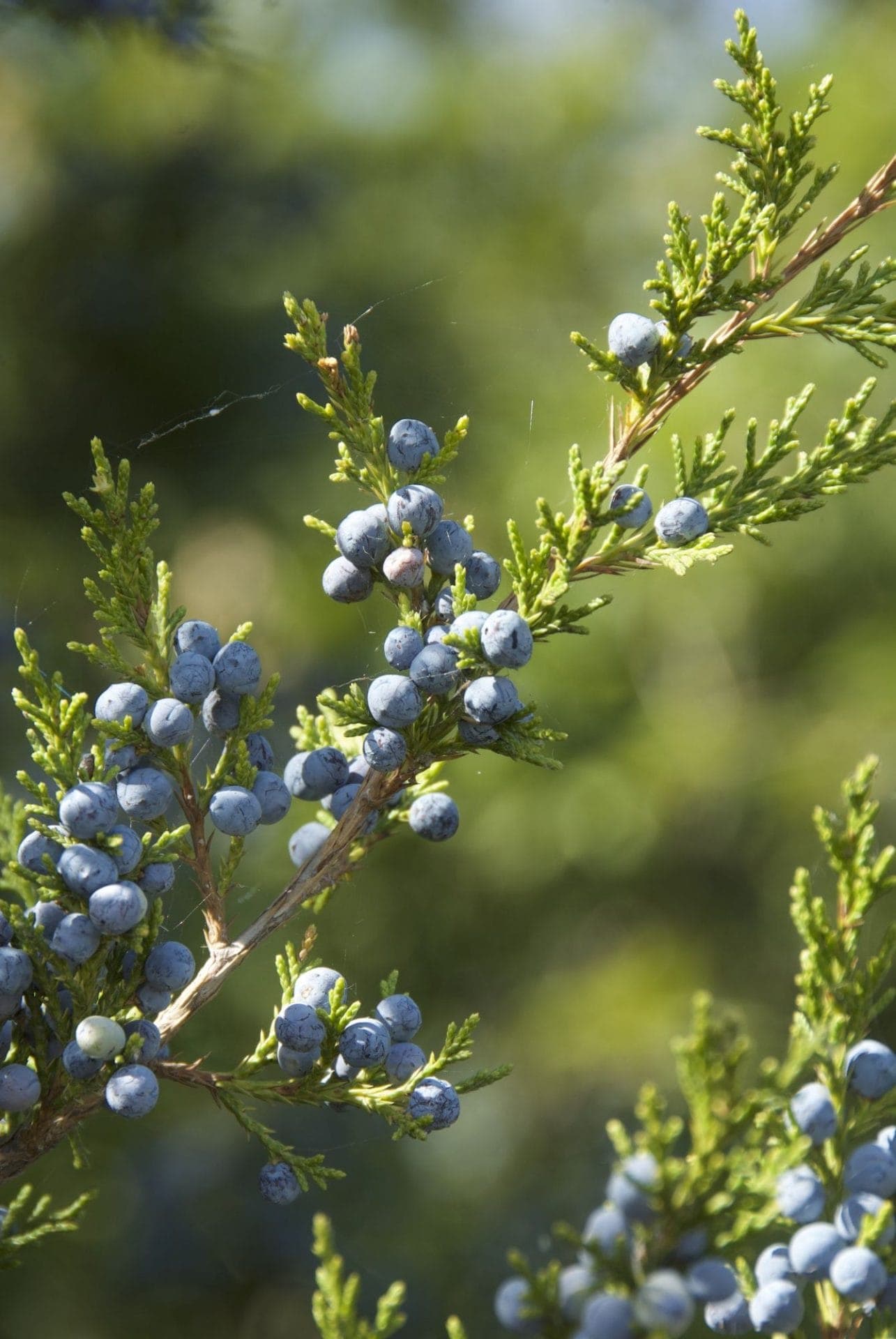 Juniperus virginiana