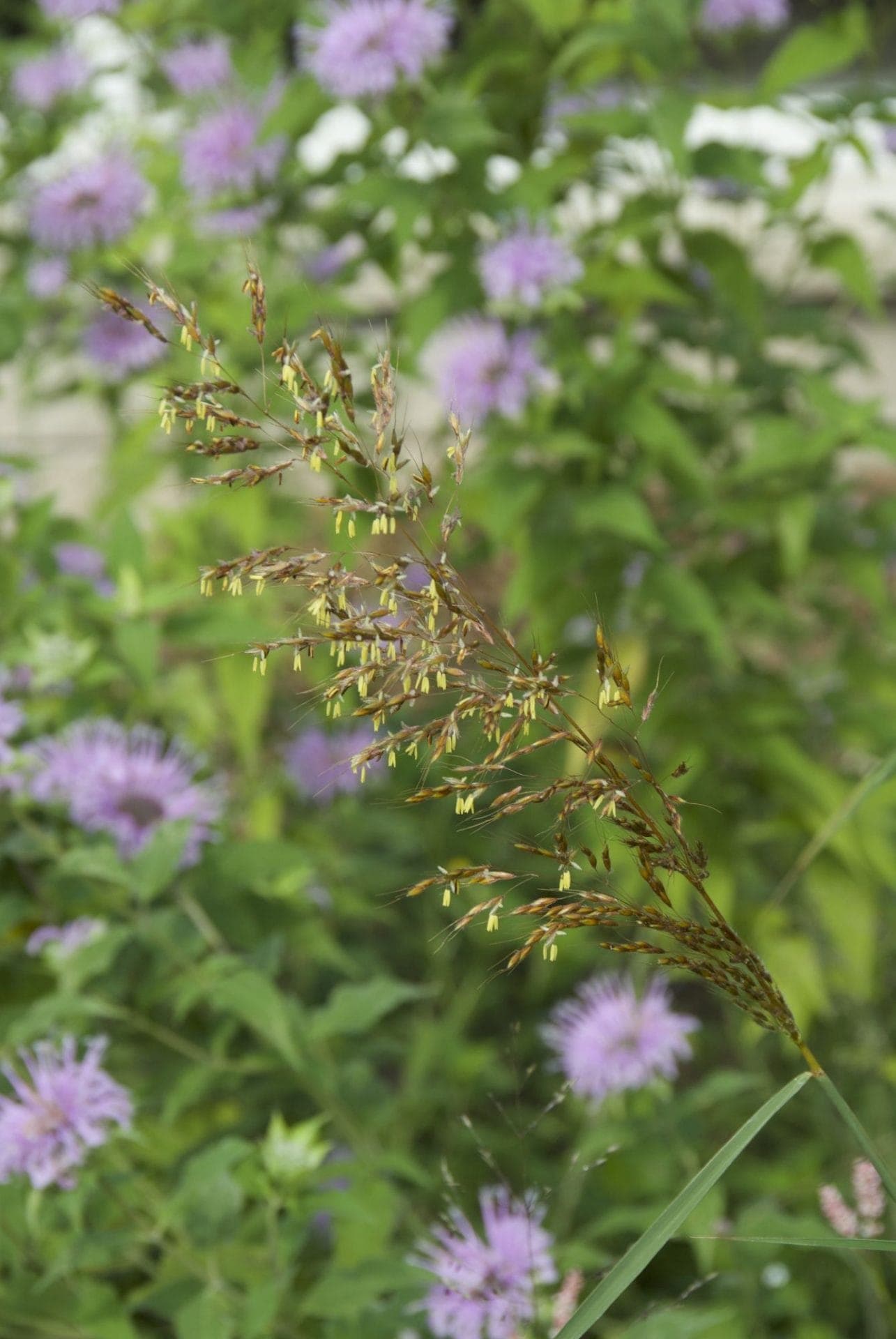 Sorghastrum nutans - thumbnail 3
