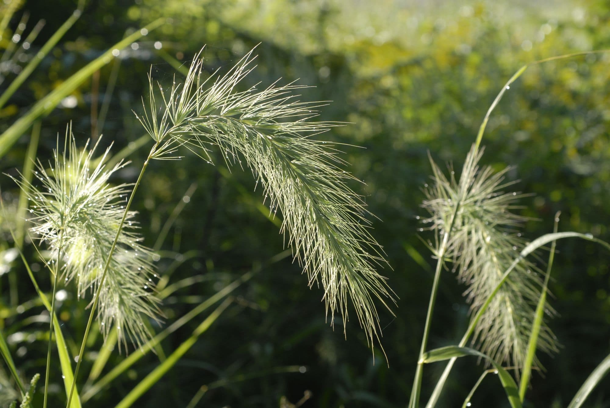 Elymus canadensis