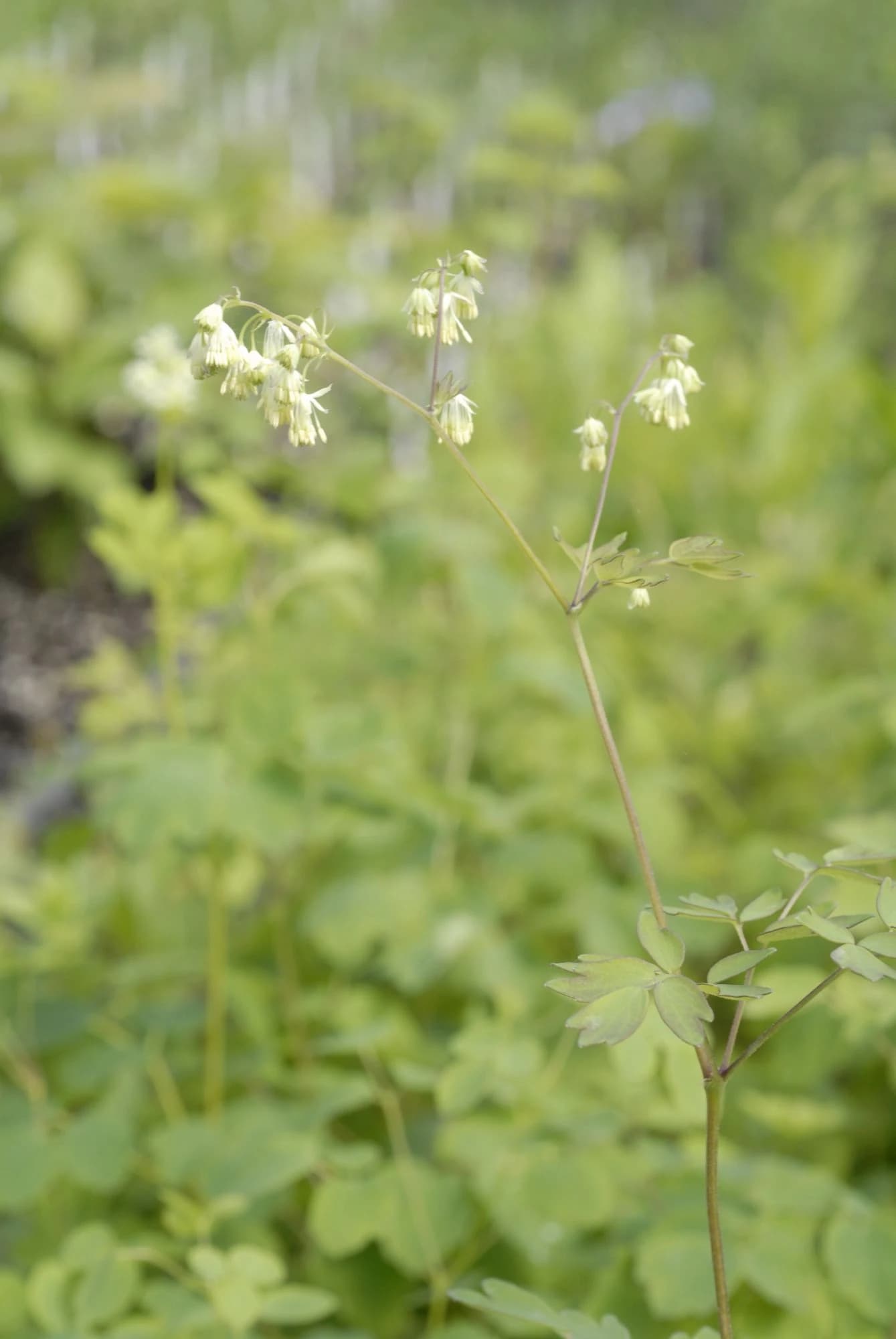 Thalictrum dasycarpum