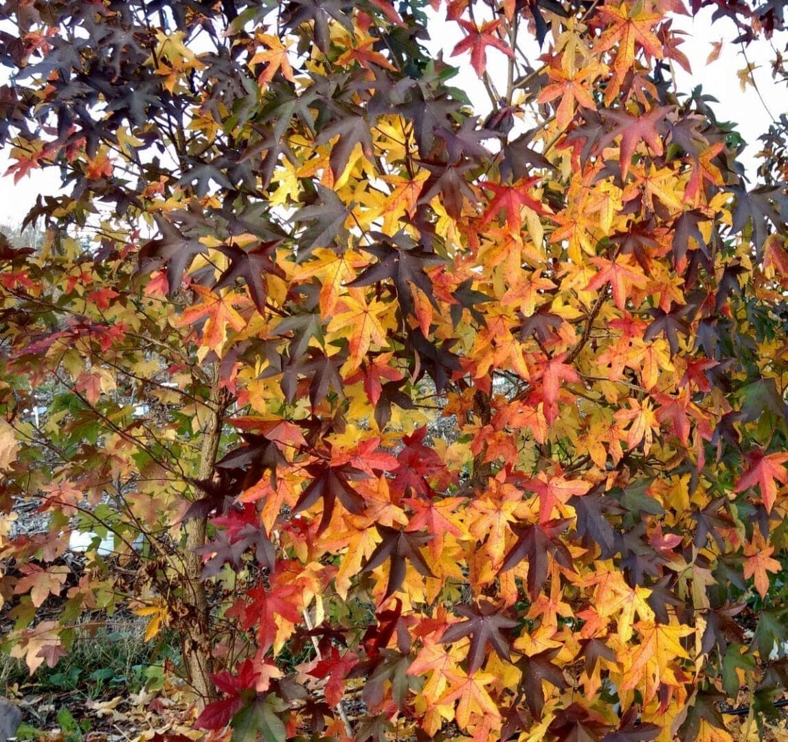 Liquidambar styraciflua - thumbnail 2