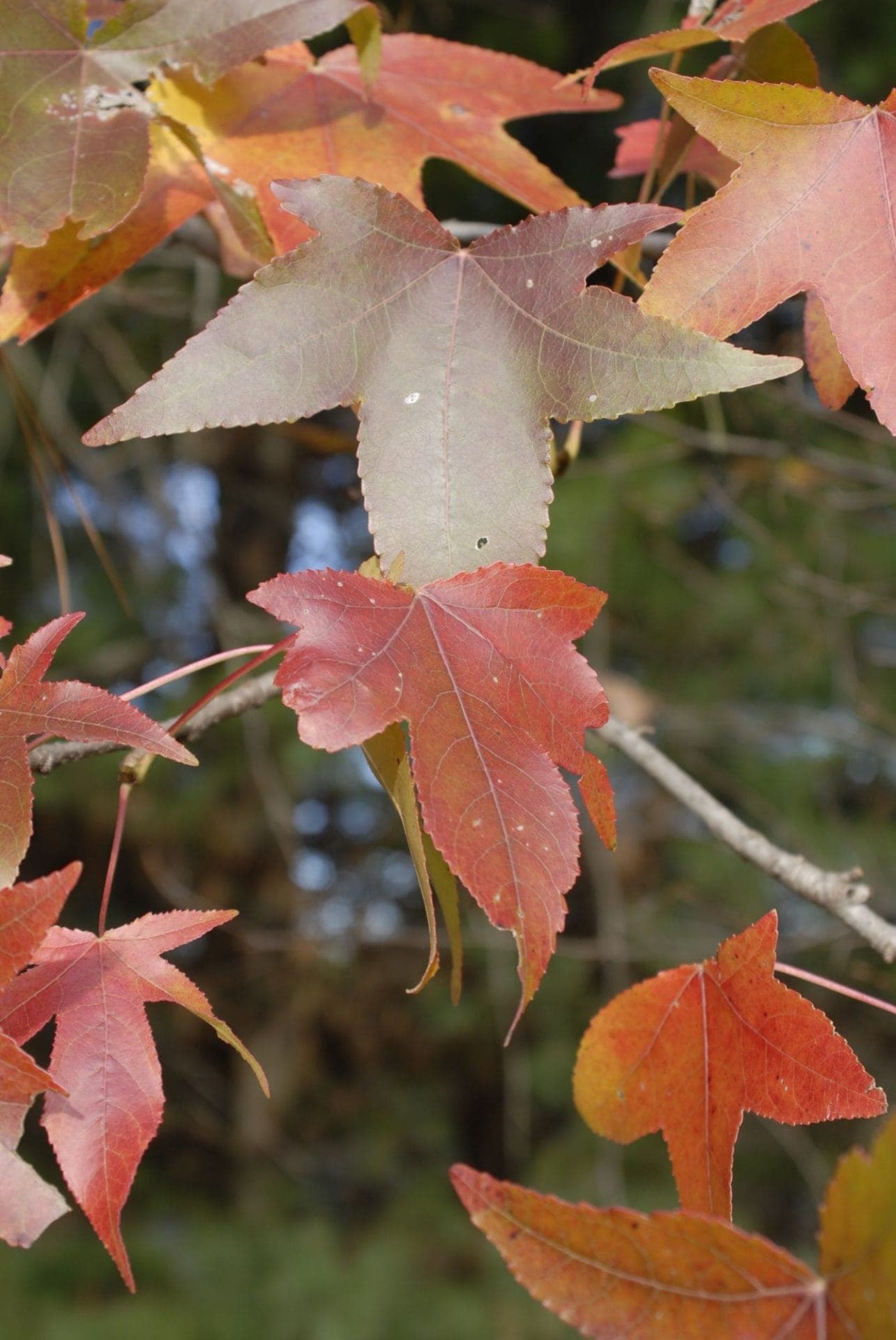 Liquidambar styraciflua - thumbnail 4