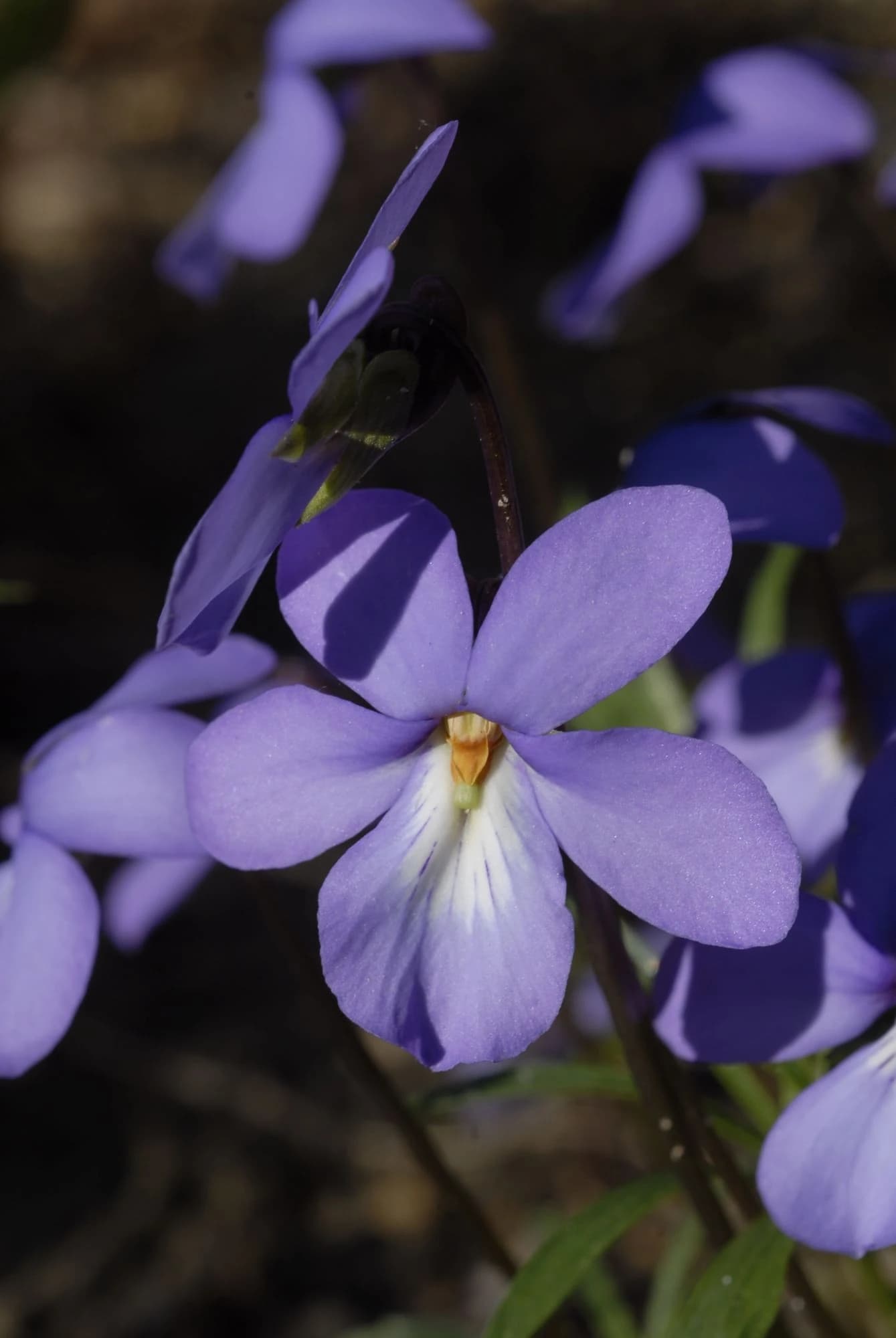 Viola pedata