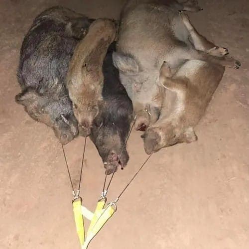 Pocket Drag LLC – Hog Drag - thumbnail 3