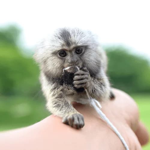 Jasper – Energetic Male Pygmy Marmoset (4 Months Old)