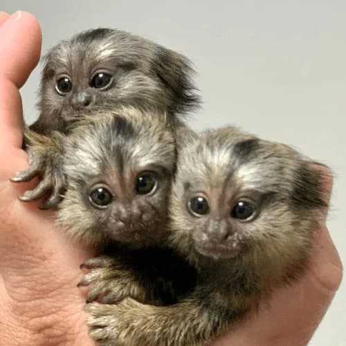 Luna – Affectionate Female Pygmy Marmoset (2 Months Old)