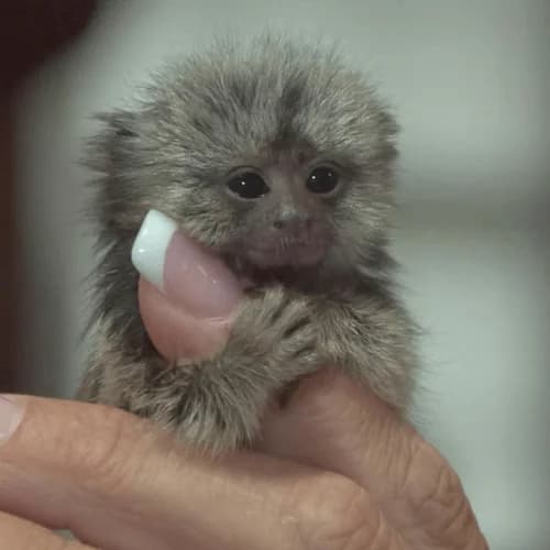 Playful Finger Marmoset for Sale – Willow, Female, 2 Months Old