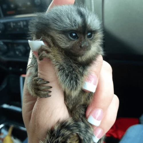 Curious Finger Pygmy Marmoset for Sale – Poppy, Female, 6 Months Old