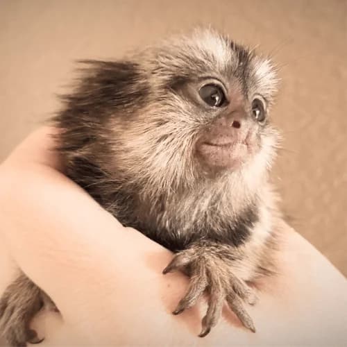 Adorable Common Marmoset for Sale – Oliver, Male, 5 Months Old