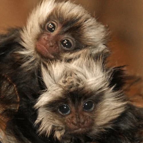 Gizmo – Curious Male Pygmy Marmoset (4 Months Old)