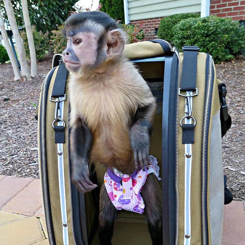 Primate® Monkey Bag