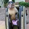 Primate® Monkey Bag - thumbnail 2