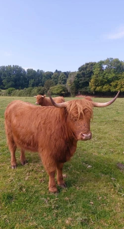 Quantock fold Two heifers for sale