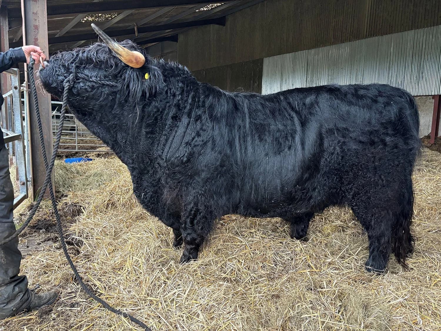 Chadwich fold Bull for sale